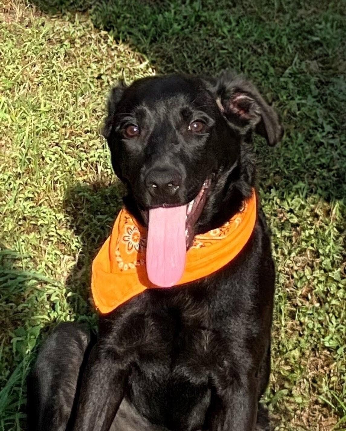 Charlotte - In CT, a ADOPTABLE Black Labrador Retriever in Willington, CT image 5/6