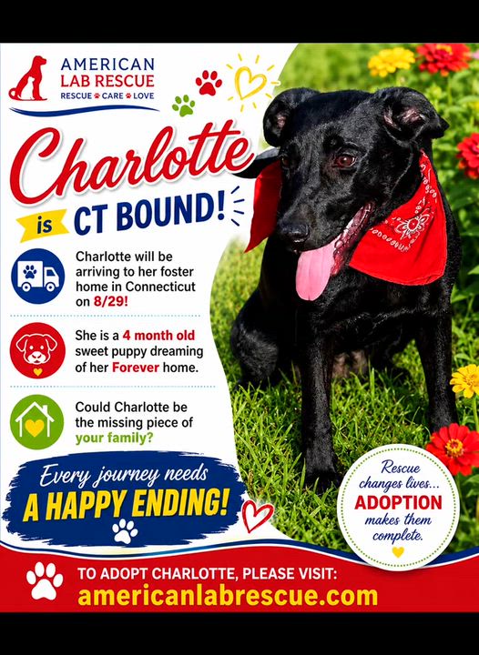 Enlarge Charlotte - In CT, a ADOPTABLE Black Labrador Retriever in Willington, CT video 6/6