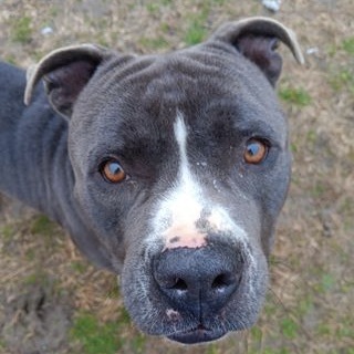 Sparky, a Adoptable Mixed Breed in Georgetown, TX image 2/6