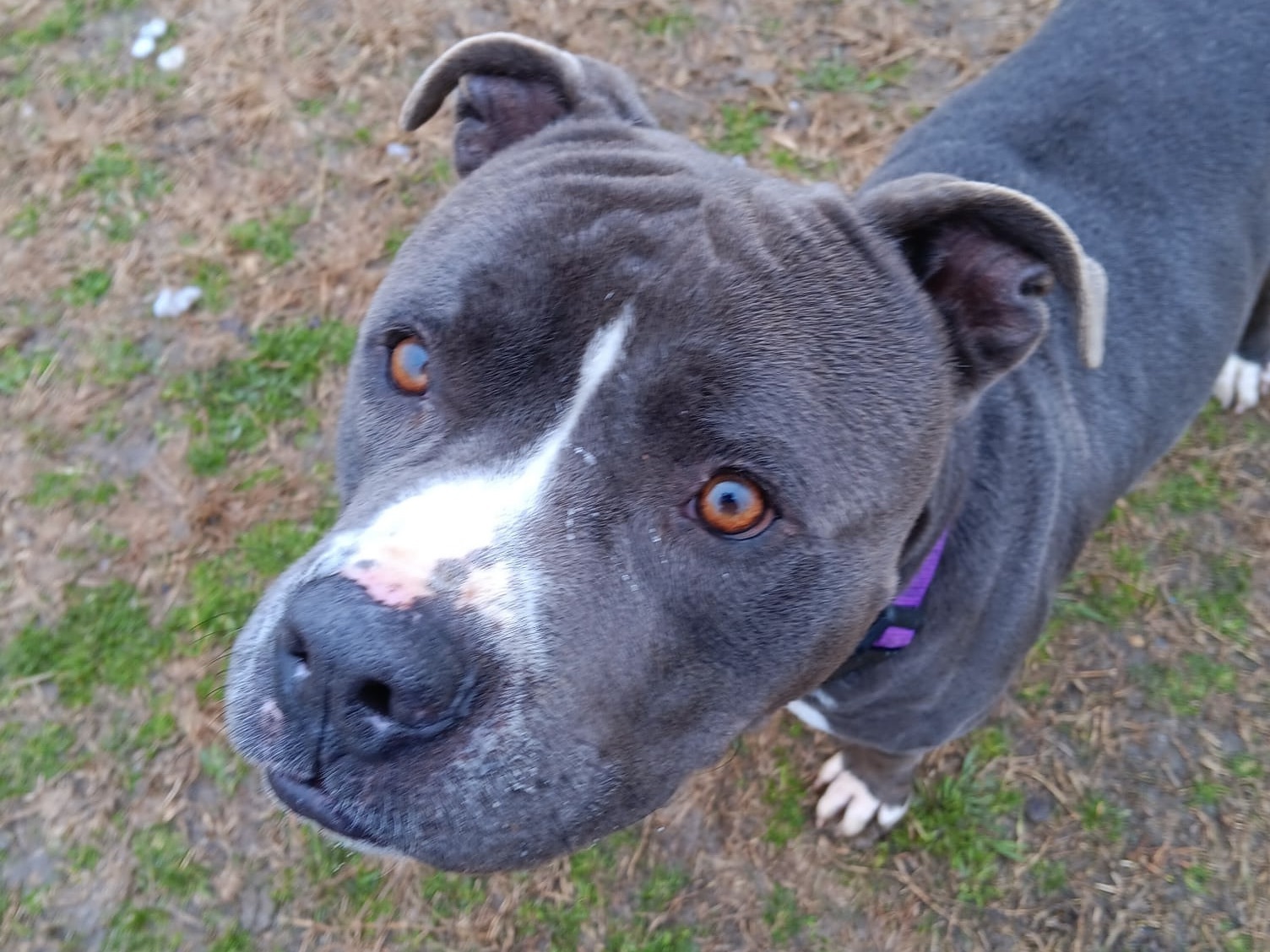 Sparky, a Adoptable Mixed Breed in Georgetown, TX image 4/6