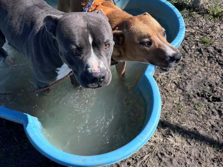 Sparky, a Adoptable Mixed Breed in Georgetown, TX image 6/6