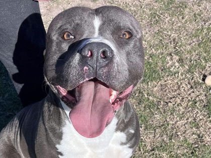 Sparky, Adoptable, Adult Male Mixed Breed.