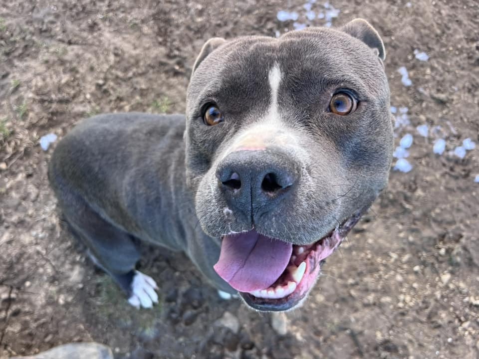 Sparky, a Adoptable Mixed Breed in Georgetown, TX image 5/6