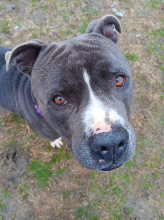 Sparky, a Adoptable Mixed Breed in Georgetown, TX image 3/6