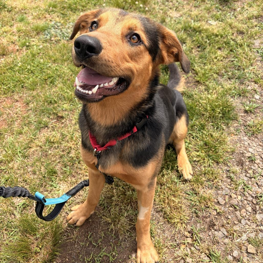 Miller, Adoptable, Adult Male German Shepherd Dog & Hound.