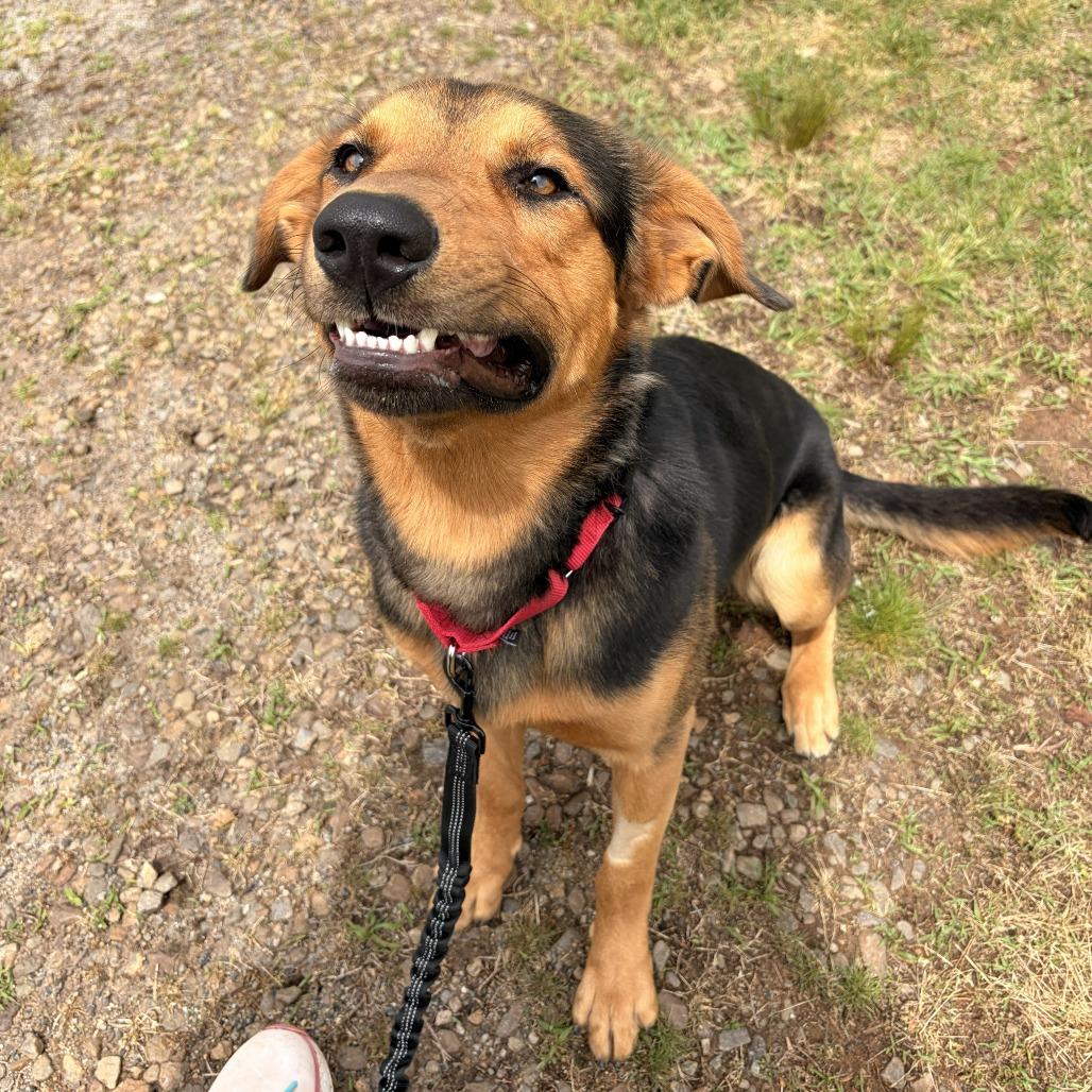 Miller, a Adoptable mixed breed in Franklin, NC image 2/5