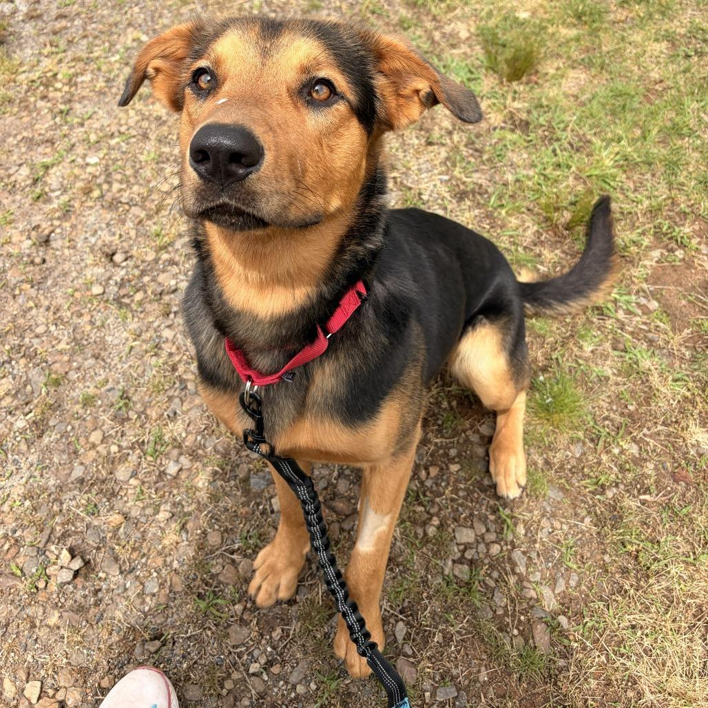 Miller, a Adoptable mixed breed in Franklin, NC image 3/5
