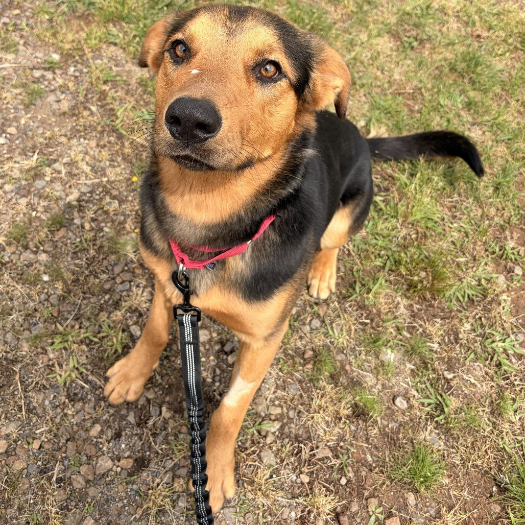 Miller, a Adoptable mixed breed in Franklin, NC image 4/5