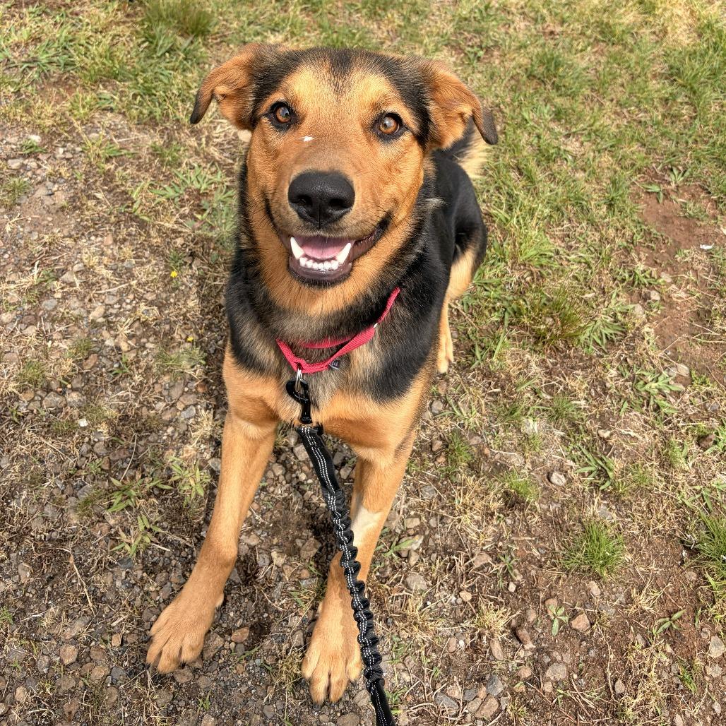 Miller, a Adoptable mixed breed in Franklin, NC image 5/5