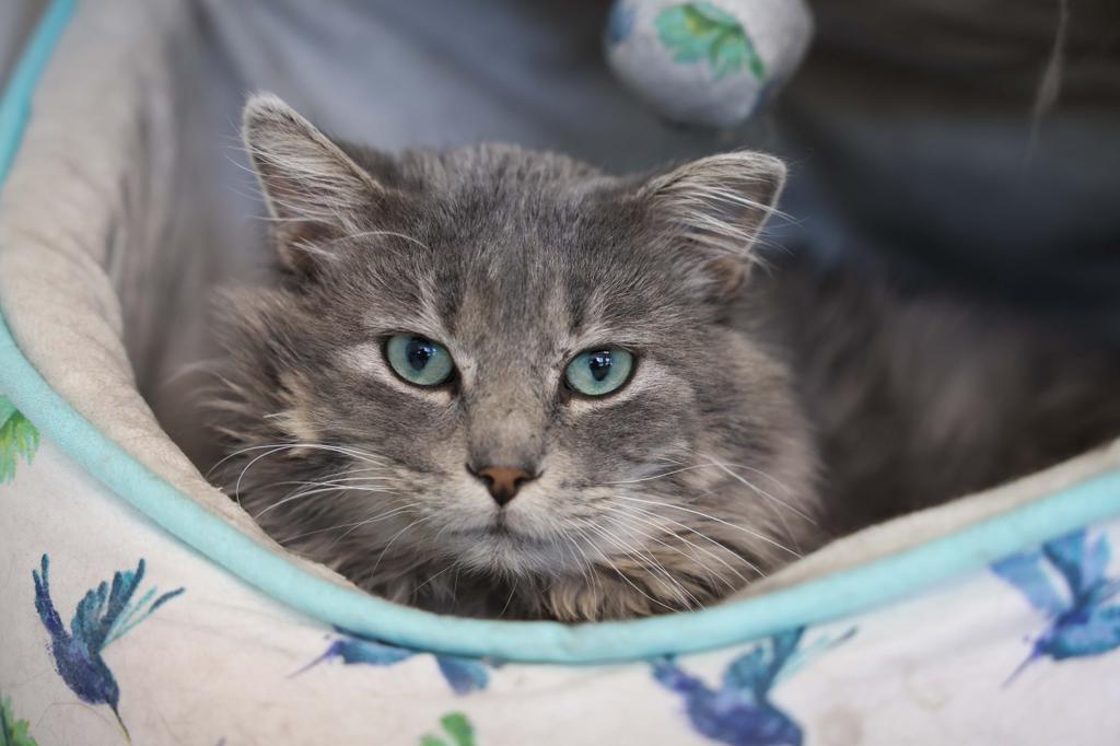 Ash River, Adoptable, Adult Male Domestic Long Hair.
