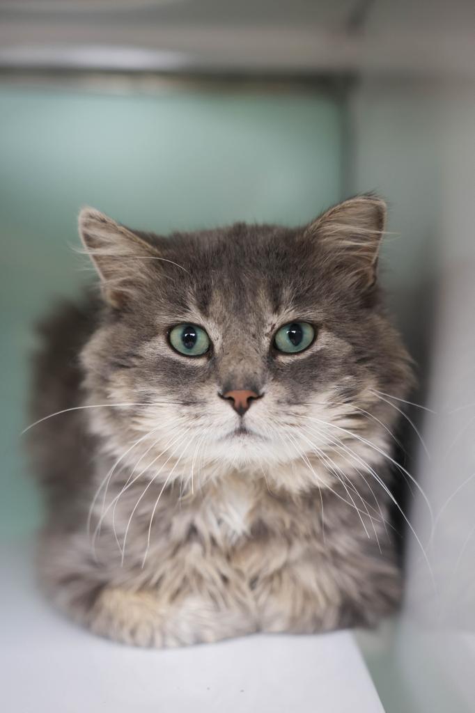 Ash River, a Adoptable Domestic Long Hair in Saint Paul, MN image 2/3