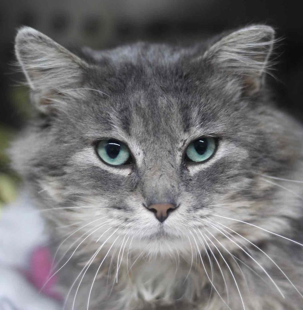 Ash River, a Adoptable Domestic Long Hair in Saint Paul, MN image 2/3