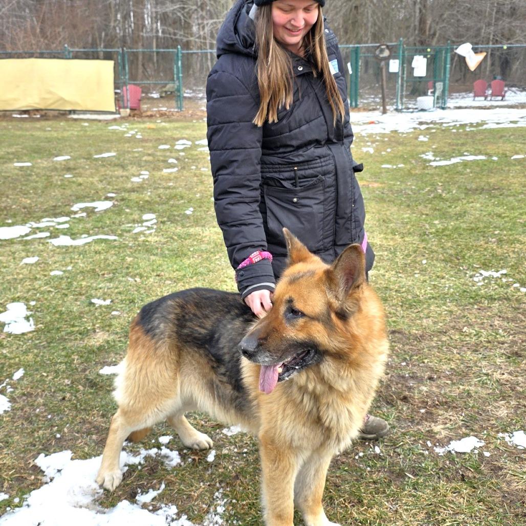 Enlarge Sawyer, a Adoptable Shepherd in Michigan City, IN image 1/6