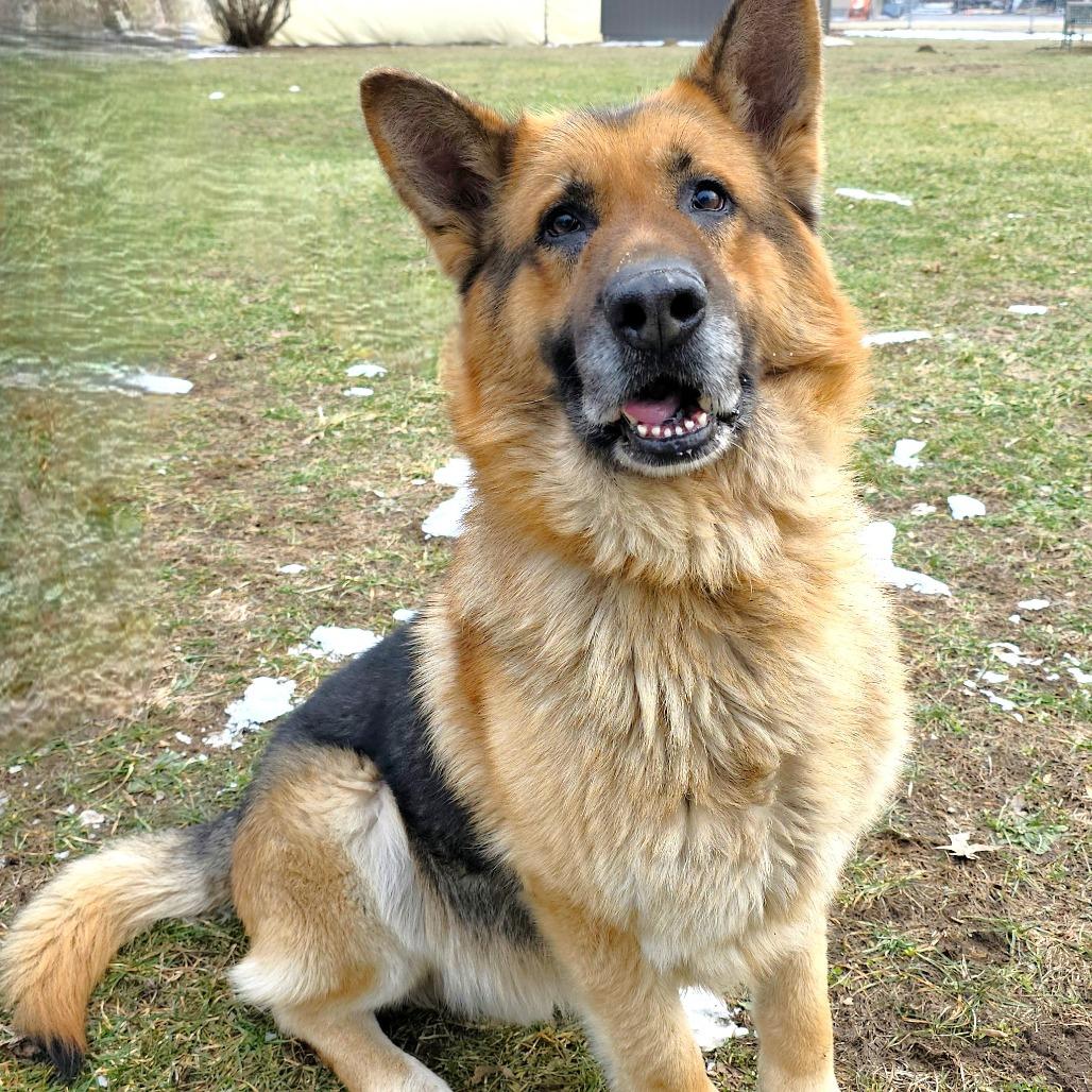 Enlarge Sawyer, a Adoptable Shepherd in Michigan City, IN image 2/6