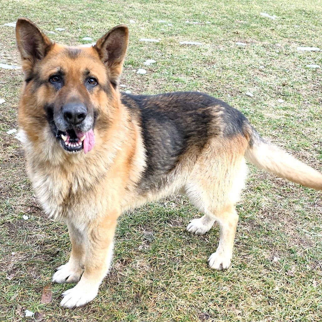 Enlarge Sawyer, a Adoptable Shepherd in Michigan City, IN image 3/6