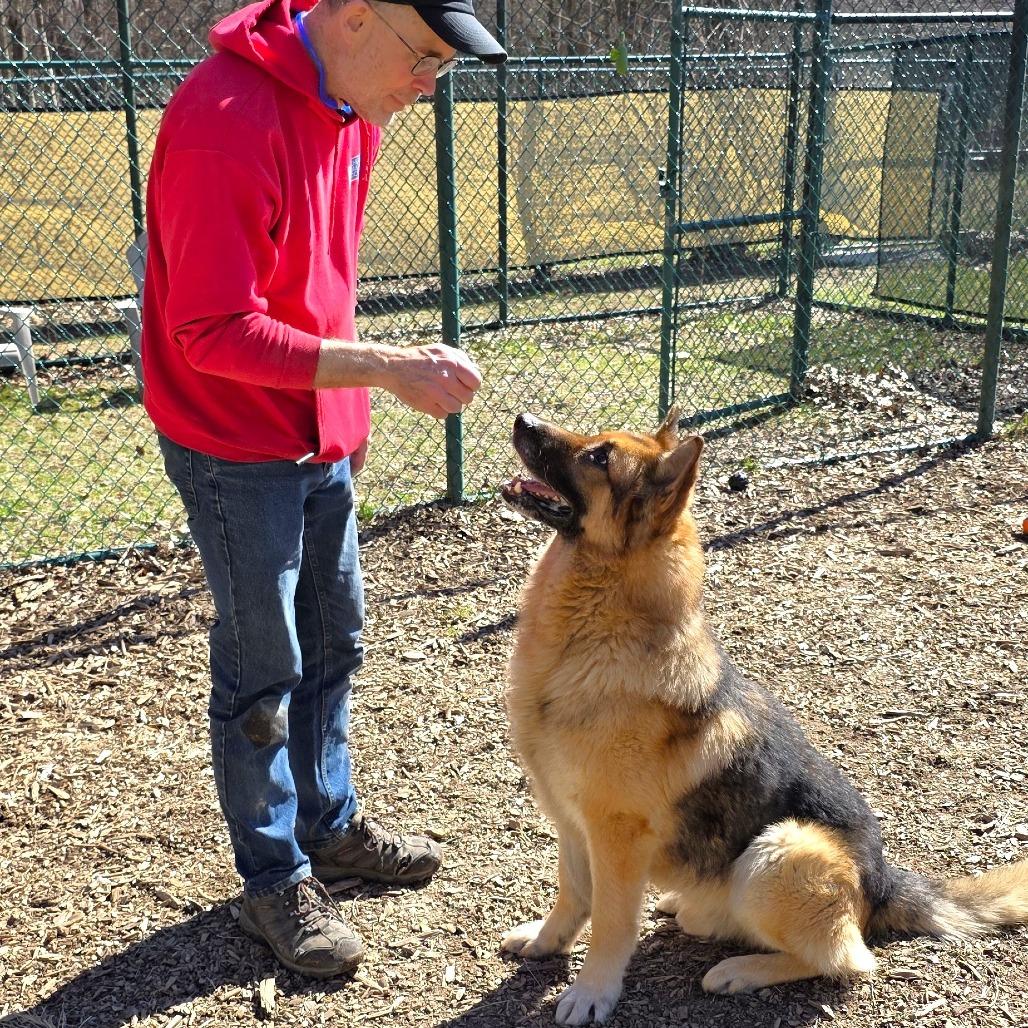 Enlarge Sawyer, a Adoptable Shepherd in Michigan City, IN image 4/6