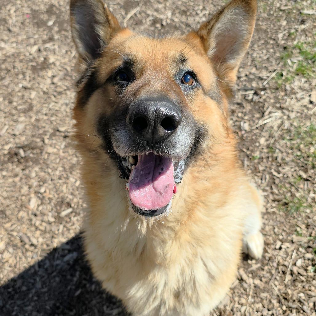Enlarge Sawyer, a Adoptable Shepherd in Michigan City, IN image 5/6