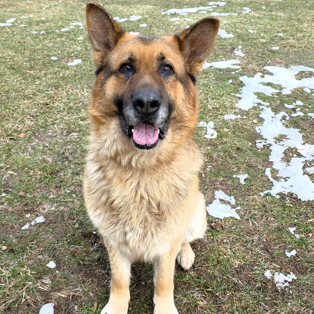 Enlarge Sawyer, a Adoptable Shepherd in Michigan City, IN image 6/6