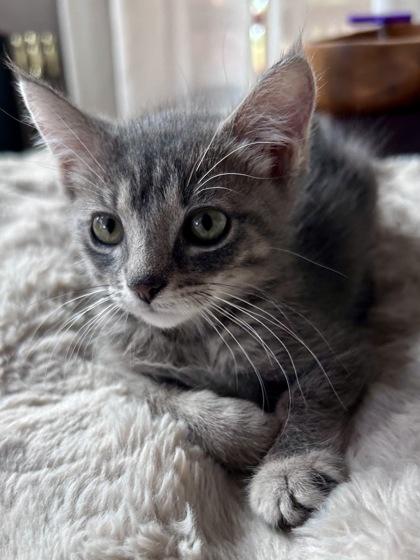Kassie, Adoptable, Kitten Female Domestic Short Hair & Domestic Short Hair.