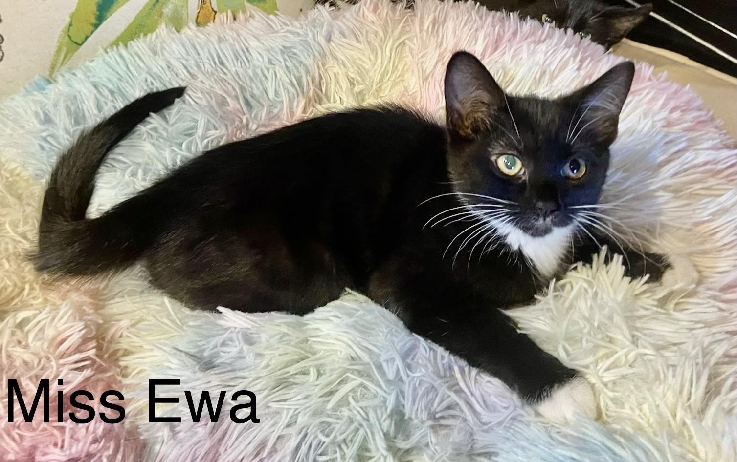 Miss EWA, an adopted Domestic Short Hair in Renton, WA image 2/3