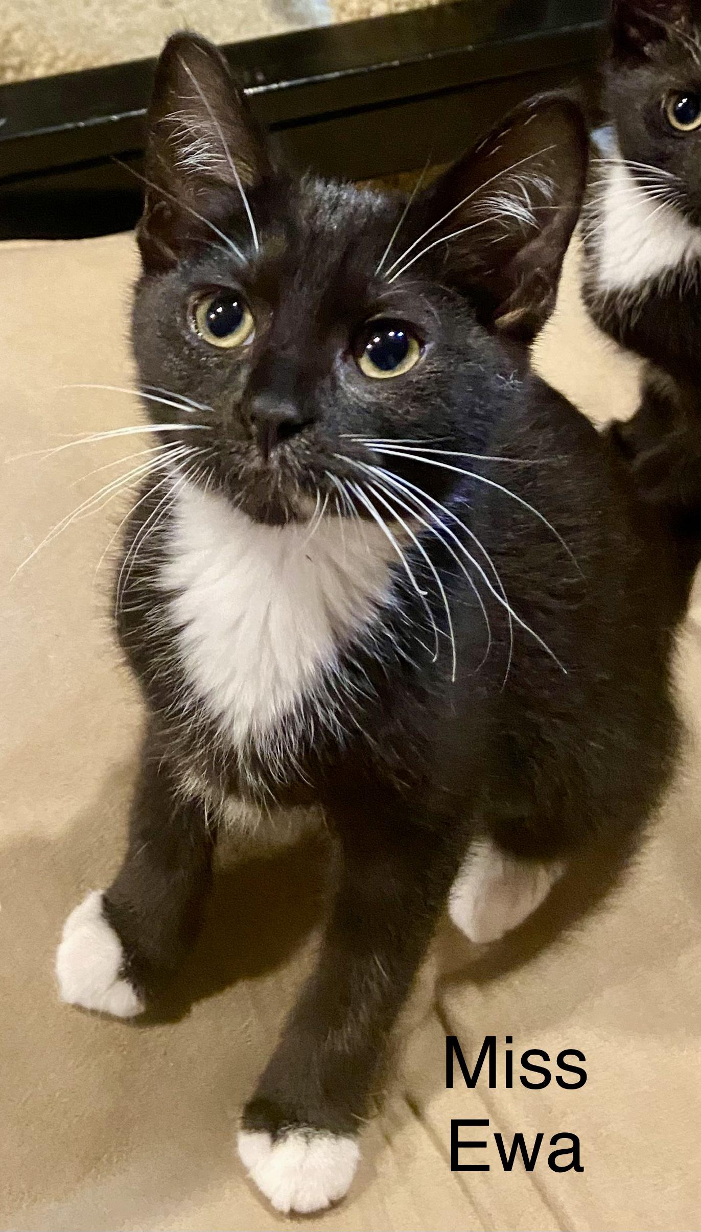 Miss EWA, adopted, Kitten Female Domestic Short Hair.
