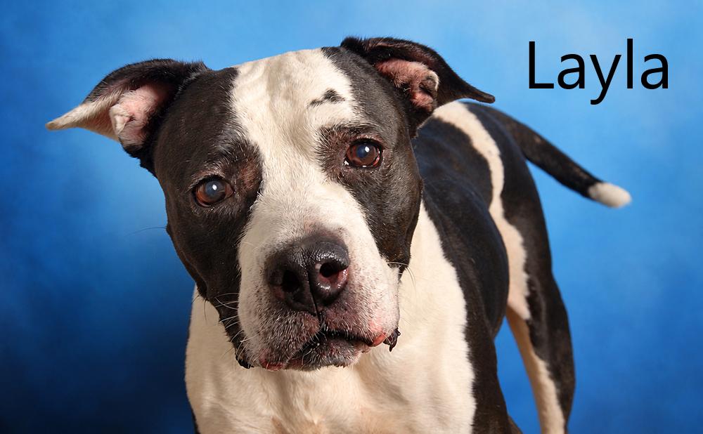 Layla, Adoptable, Senior Female Pit Bull Terrier.