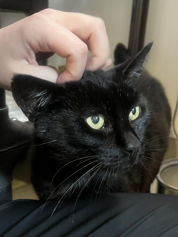 Borris, Adoptable, Adult Male Domestic Short Hair.