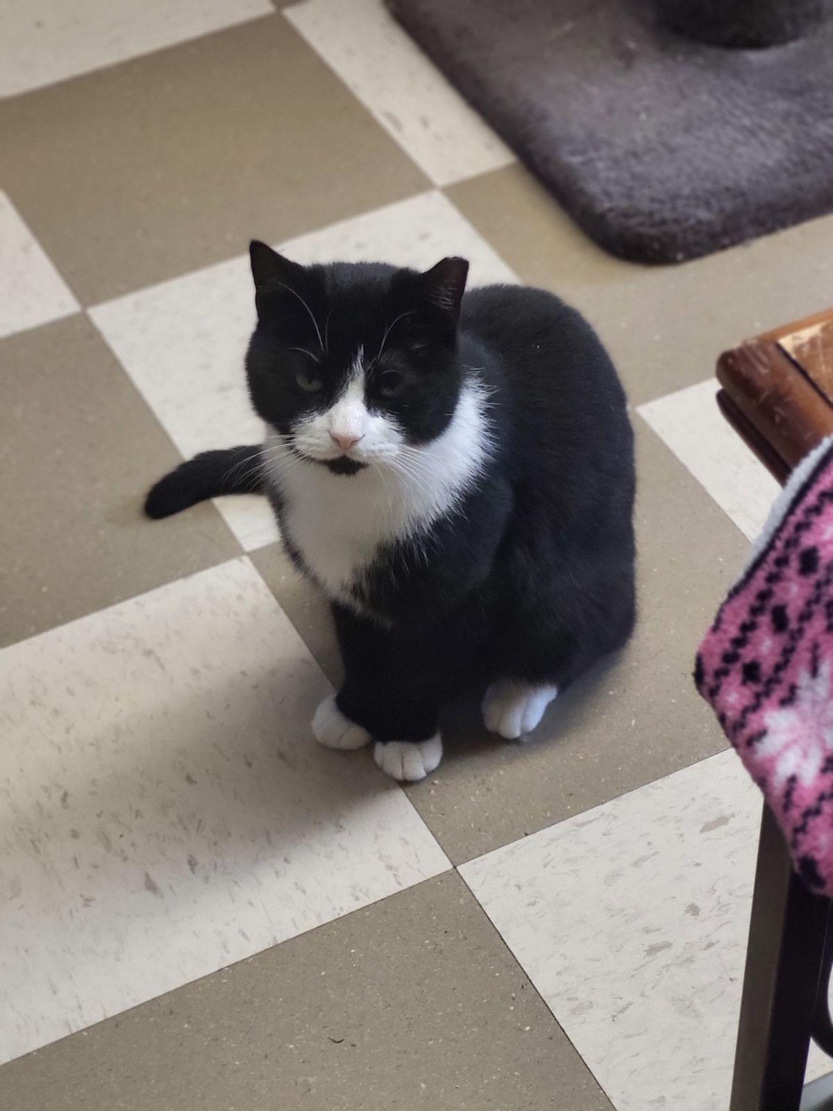 Merlin, ADOPTABLE, Adult Male Domestic Short Hair.