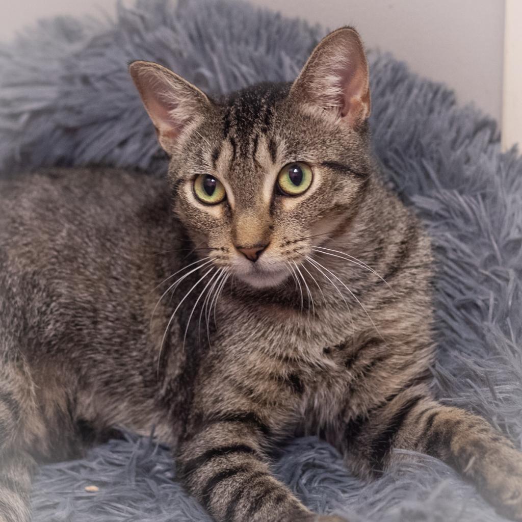 Penelope, Adoptable, Adult Female Domestic Short Hair.
