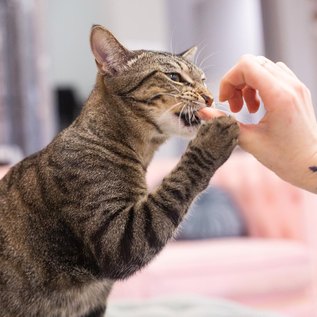 Enlarge Penelope, a Adoptable Domestic Short Hair in St. Augustine, FL image 4/5