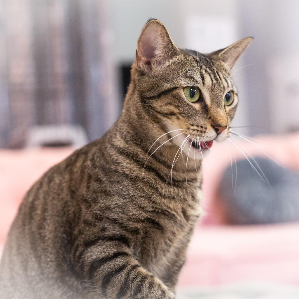 Enlarge Penelope, a Adoptable Domestic Short Hair in St. Augustine, FL image 5/5