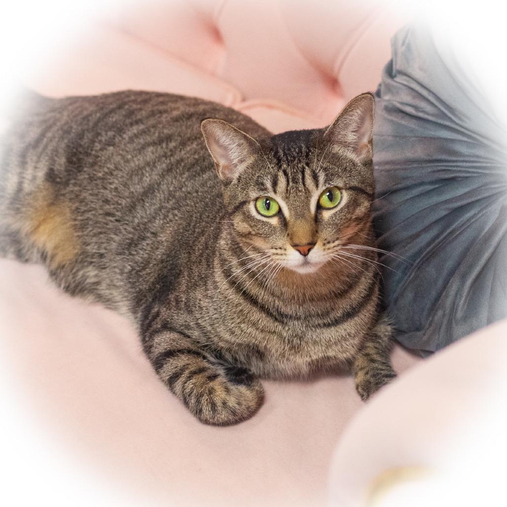 Enlarge Penelope, a Adoptable Domestic Short Hair in St. Augustine, FL image 3/5