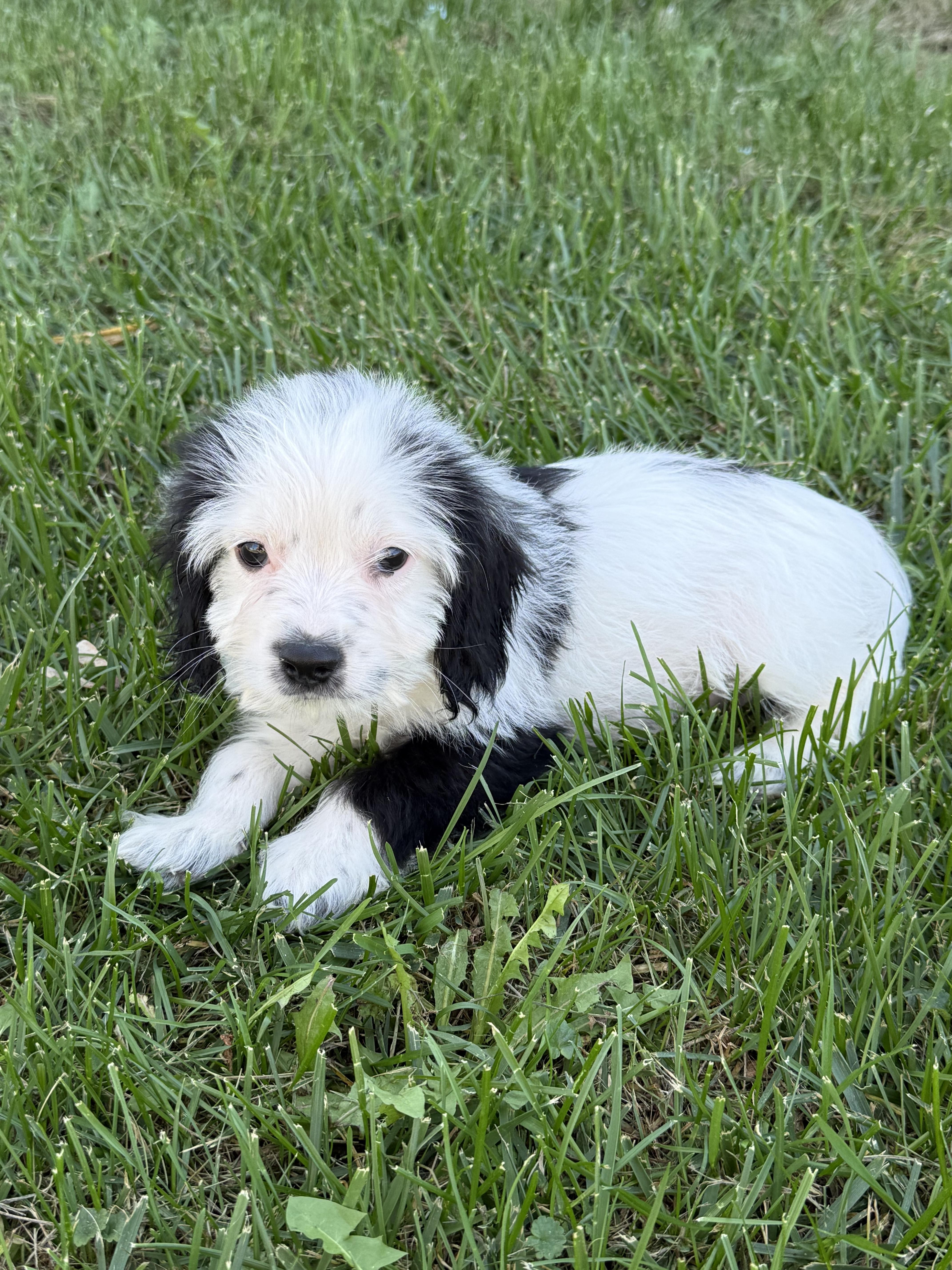 Enlarge Joey, a Adopted mixed breed in Hales corners, WI image 3/3