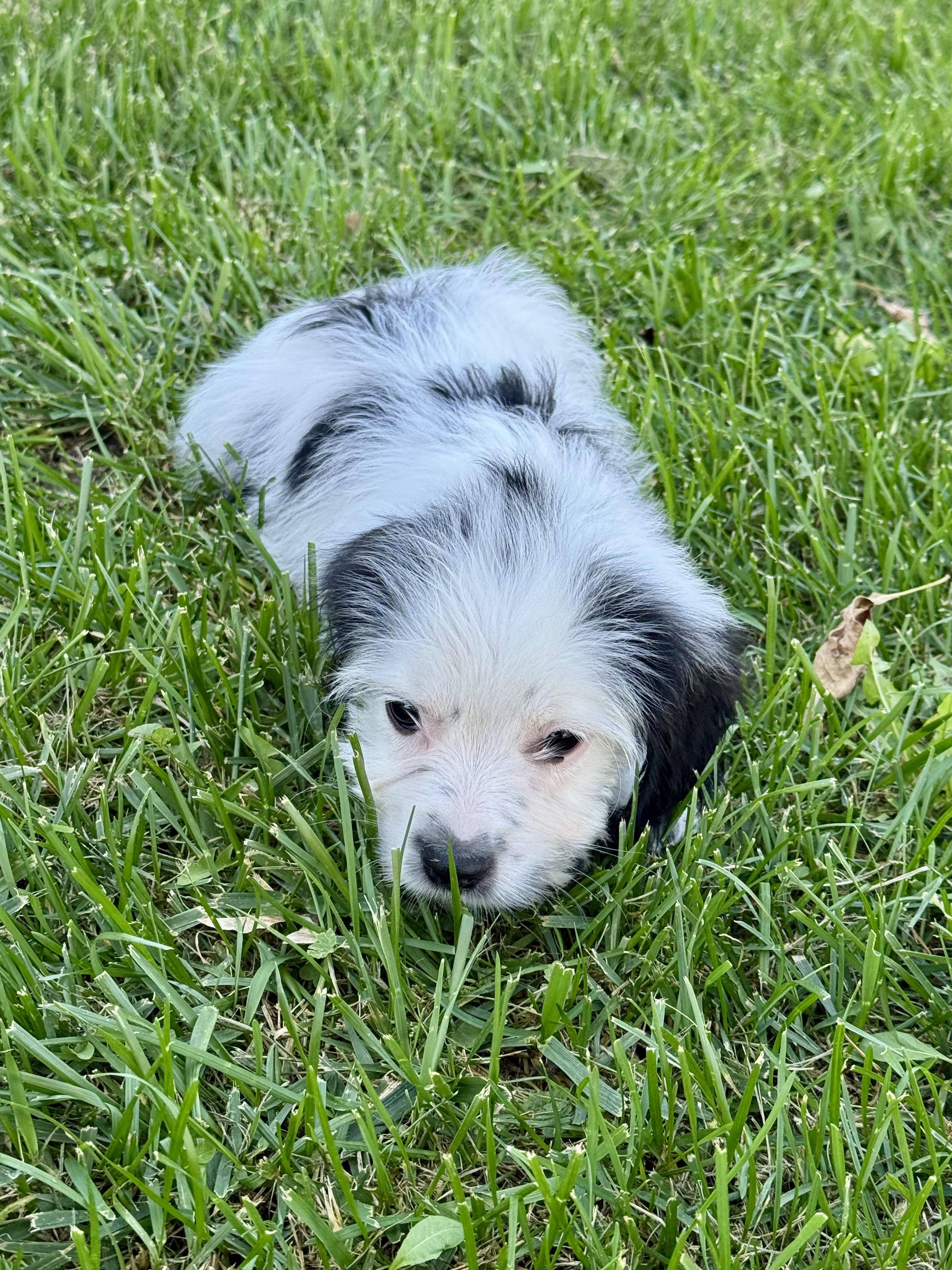 Enlarge Joey, a Adopted mixed breed in Hales corners, WI image 2/3