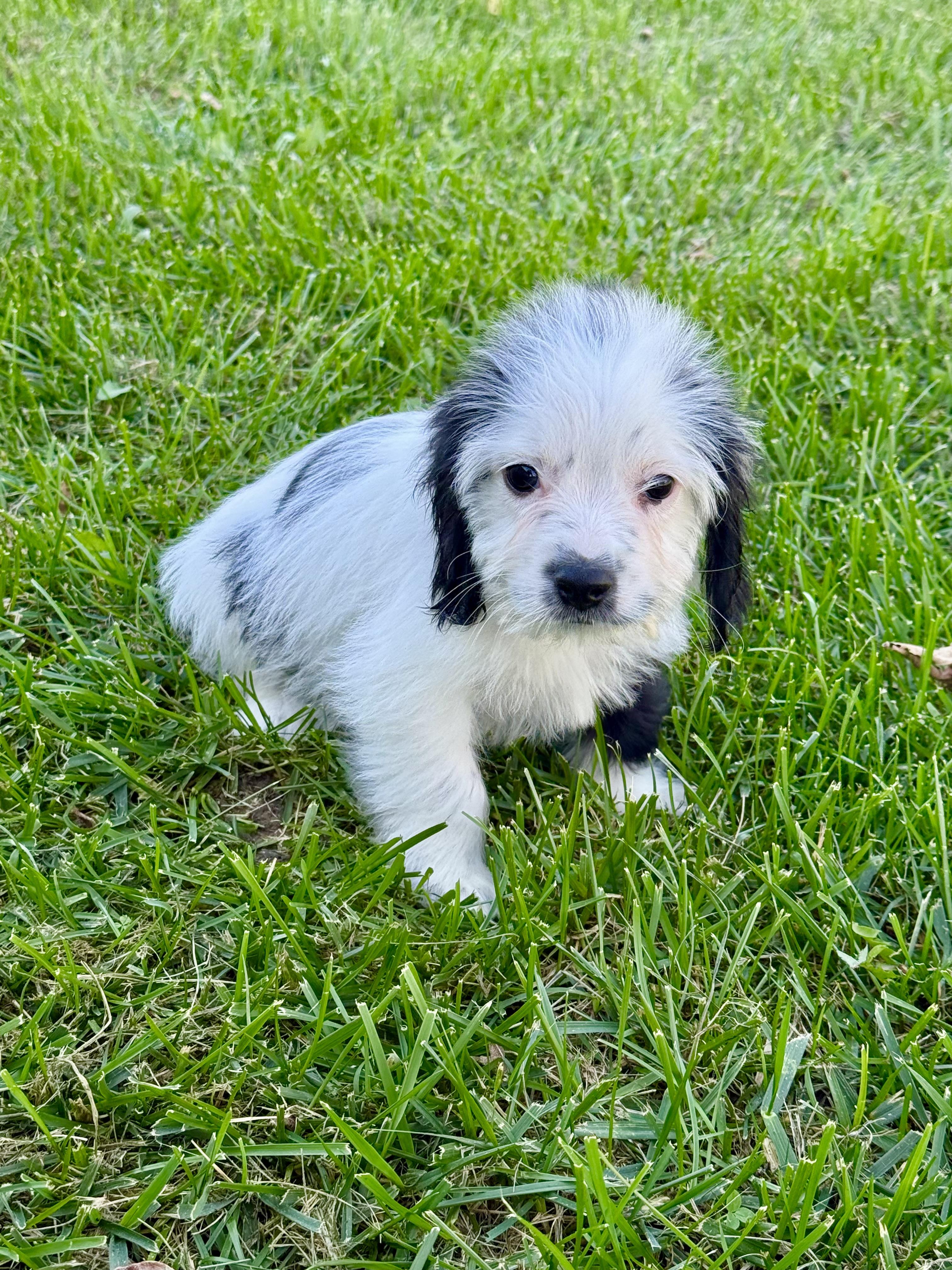 Enlarge Joey, a Adopted mixed breed in Hales corners, WI image 1/3