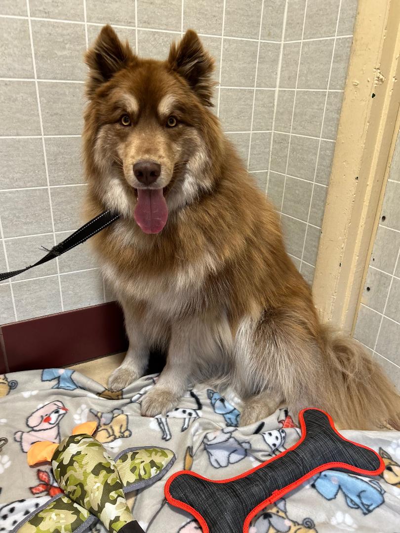 Rex, a Adoptable Husky in Bartonsville, PA image 6/6