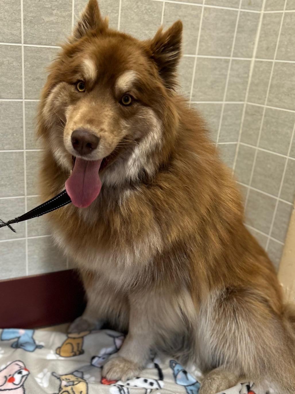 Rex, Adoptable, Adult Male Husky.