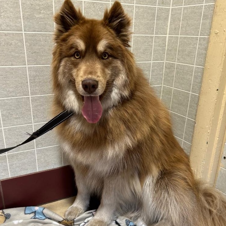 Rex, a Adoptable Husky in Bartonsville, PA image 3/6