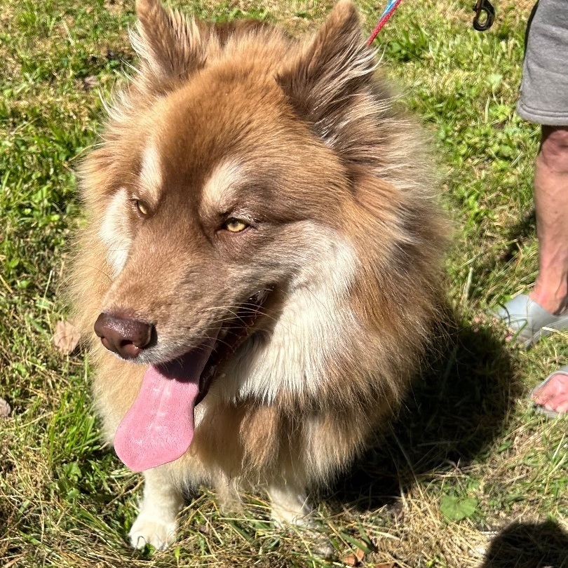 Rex, a Adoptable Husky in Bartonsville, PA image 5/6