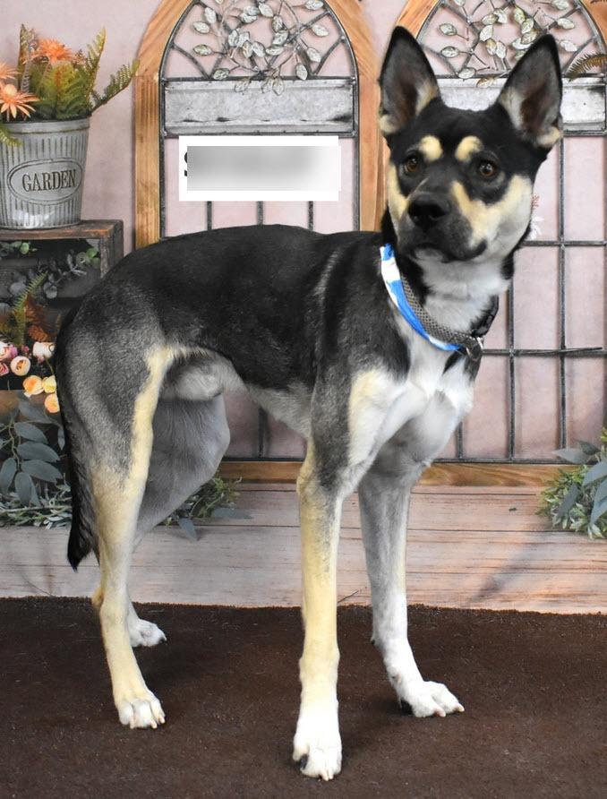 Enlarge Ruger, a Adoptable mixed breed in Gilbert, AZ image 2/2