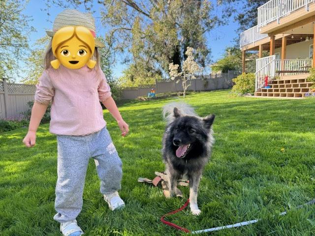 Enlarge Sushi, a Adopted mixed breed in Surrey, BC image 5/5