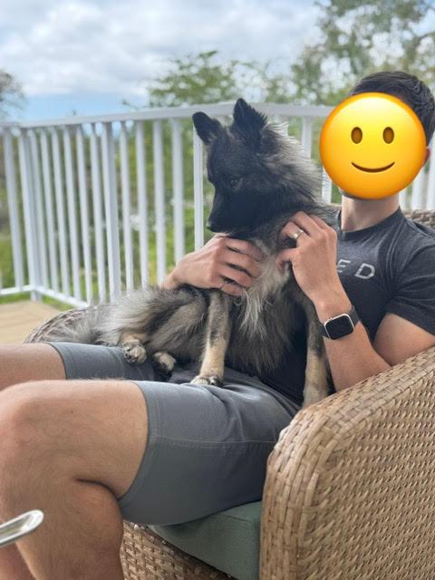 Enlarge Sushi, a Adopted mixed breed in Surrey, BC image 4/5