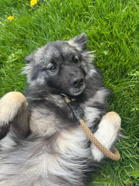 Enlarge Sushi, a Adopted mixed breed in Surrey, BC image 2/5