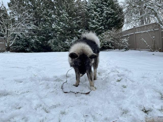 Enlarge Sushi, a Adopted mixed breed in Surrey, BC image 3/5