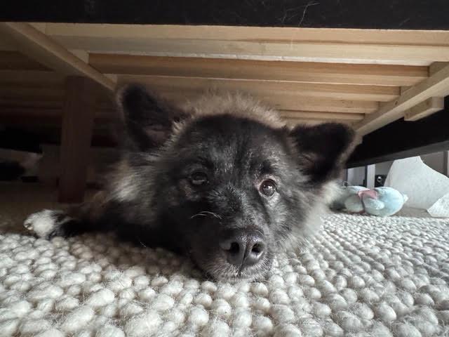 Enlarge Sushi, a Adopted mixed breed in Surrey, BC image 1/5