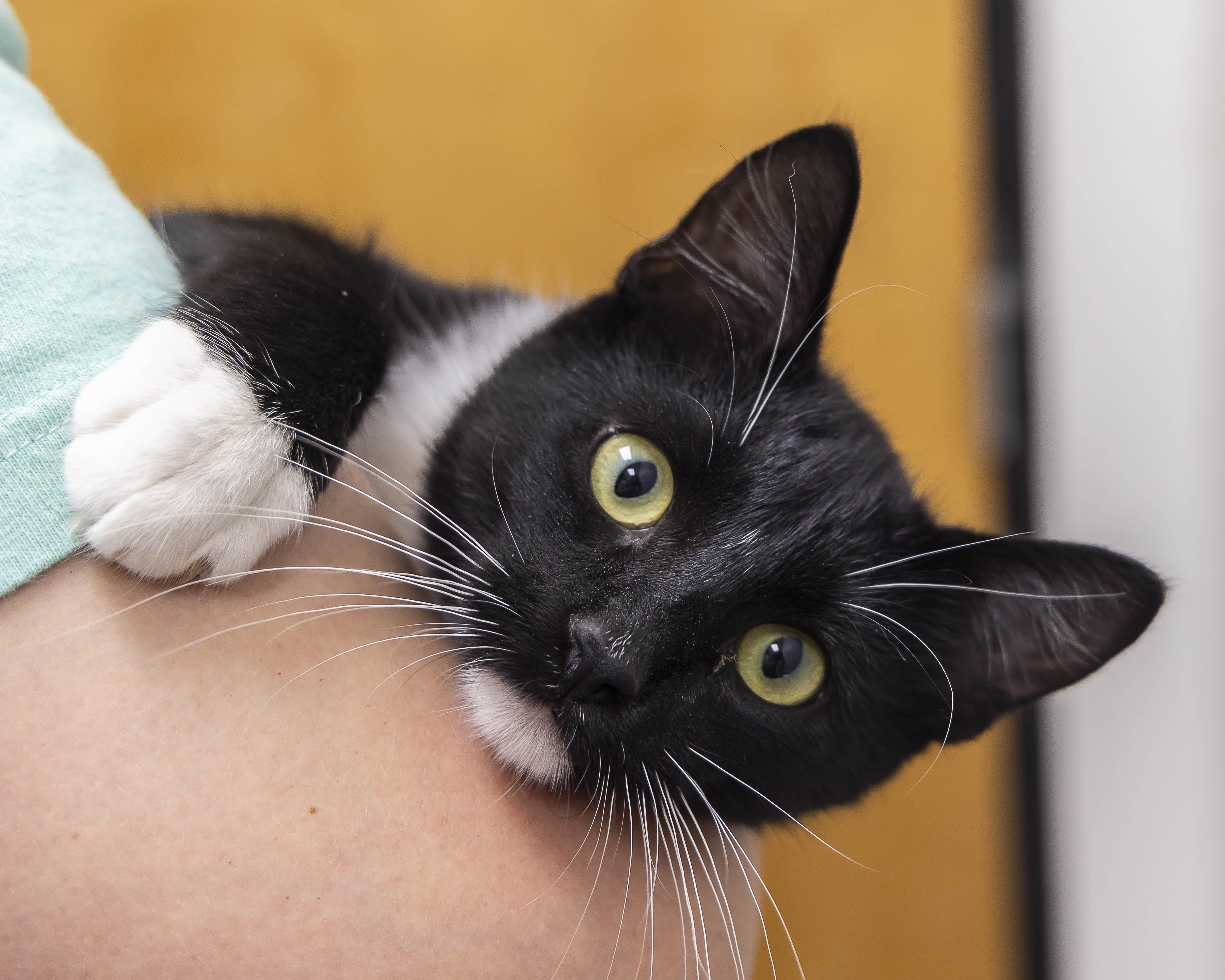 Scout, Adoptable, Kitten Male Tuxedo.
