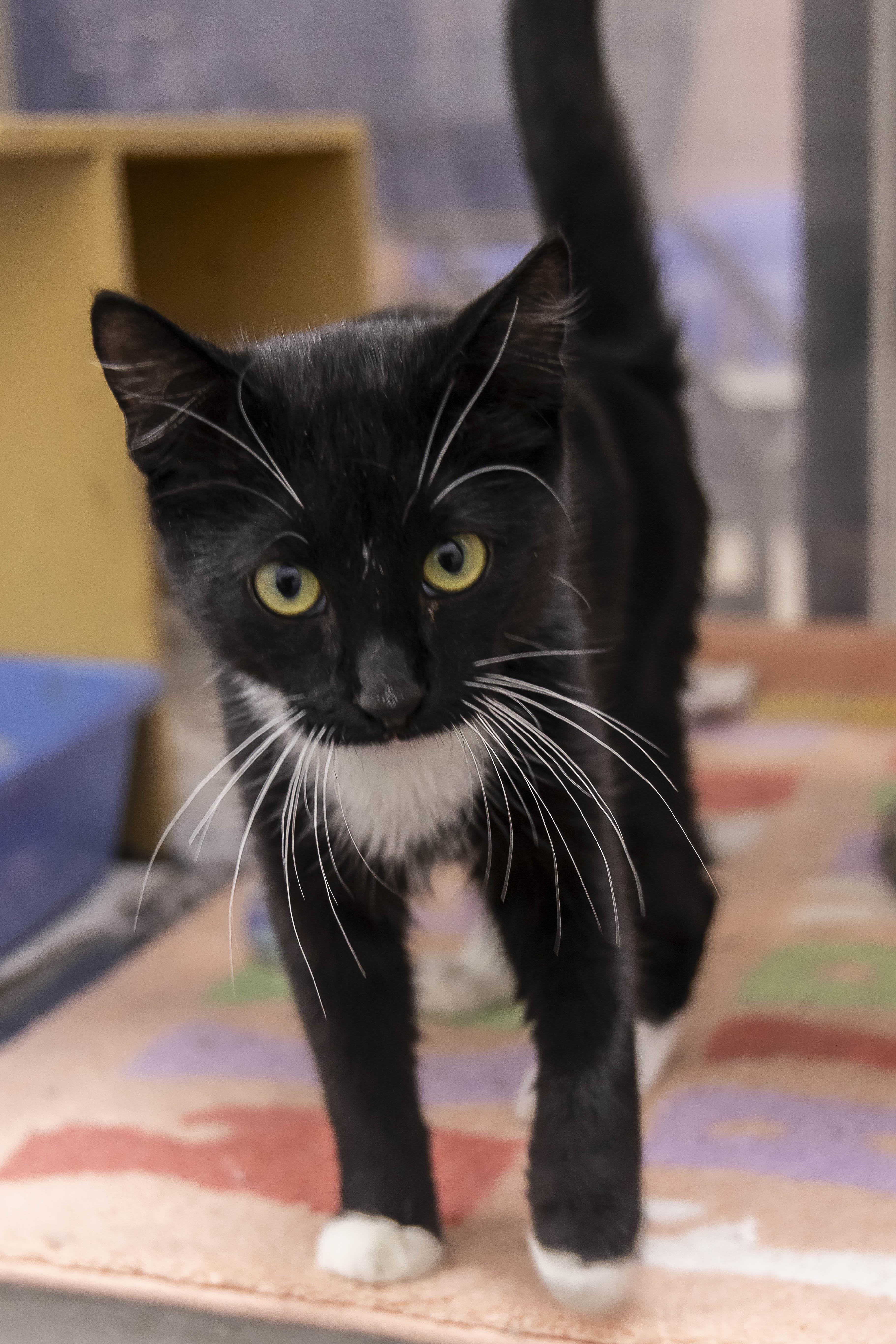 Enlarge Scout, a Adoptable Tuxedo in Millville, UT image 2/2