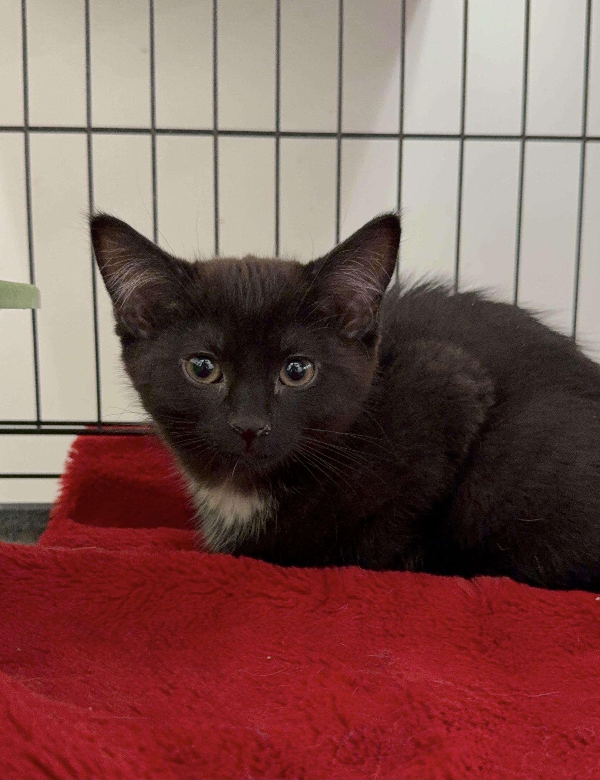 Enlarge Bellini, an adopted Domestic Short Hair in Pickering, ON image 1/2