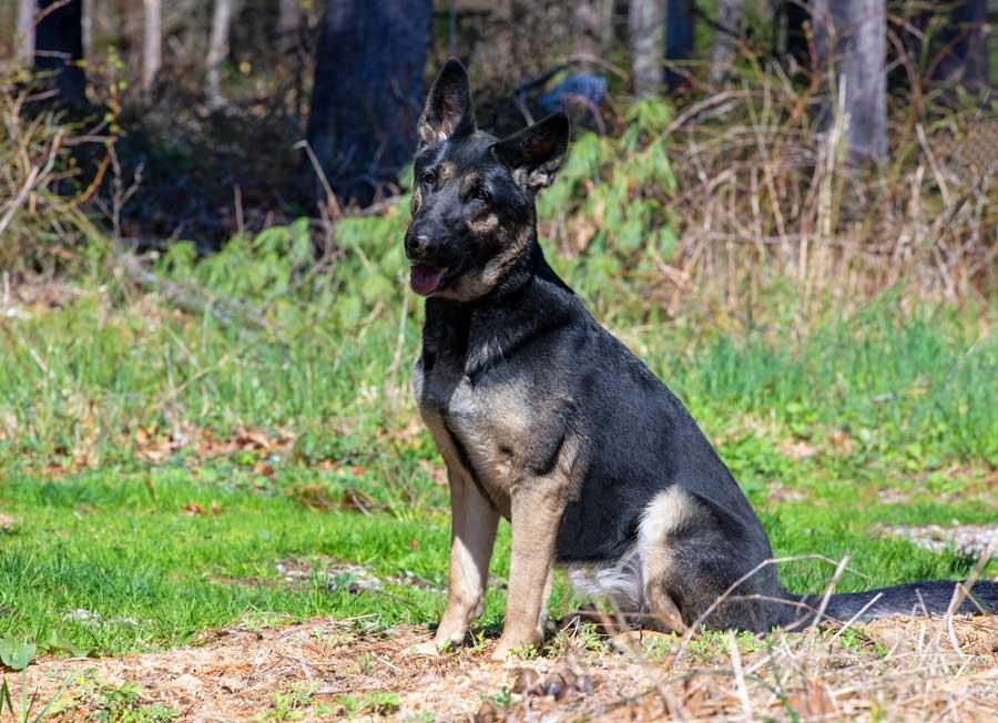 Enlarge Roxie, a ADOPTABLE German Shepherd Dog in Wayland, MA image 2/6