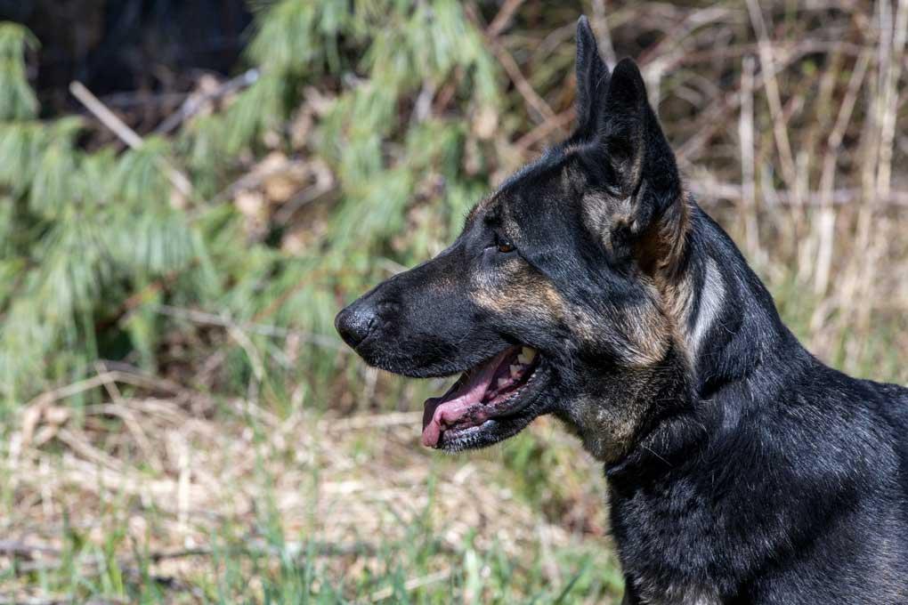 Enlarge Roxie, a ADOPTABLE German Shepherd Dog in Wayland, MA image 3/6